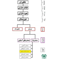 سمندر تاجدار جنوبی