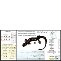 سمندر جویباری ایرانی