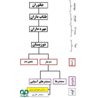 سمندر جویباری ایرانی