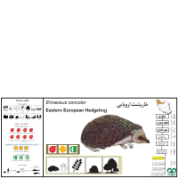 گونه خارپشت اروپایی