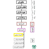 گونه خارپشت اروپایی