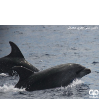خانواده دلفین‌ ها FAMILY DELPHINIDAE