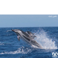 خانواده دلفین‌ ها FAMILY DELPHINIDAE