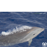 خانواده دلفین‌ ها FAMILY DELPHINIDAE