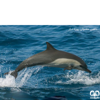 خانواده دلفین‌ ها FAMILY DELPHINIDAE