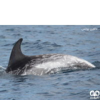 خانواده دلفین‌ ها FAMILY DELPHINIDAE