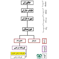  قورباغه درختی خاوری