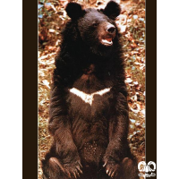 گونه خرس سیاه