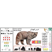  گونه خرس قهوه‌ ای