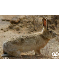 گونه خرگوش شرقی