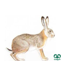 گونه خرگوش غربی