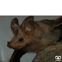 گونه خفاش دم‌‌موشی کوچک  Lesser Mouse-tailed Bat