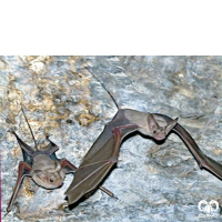 گونه خفاش دم‌‌موشی کوچک  Lesser Mouse-tailed Bat