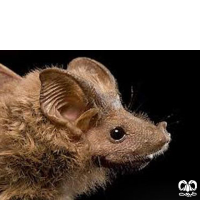 گونه خفاش دم‌‌موشی کوچک  Lesser Mouse-tailed Bat