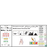 گونه خفاش نعل اسبی مدیترانه‌ای Mediterranean Horseshoe Bat