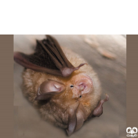 گونه خفاش نعل اسبی مدیترانه‌ای Mediterranean Horseshoe Bat
