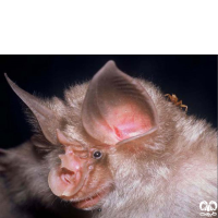 گونه خفاش نعل اسبی مدیترانه‌ای Mediterranean Horseshoe Bat