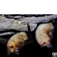 گونه خفاش نعل اسبی مدیترانه‌ای Mediterranean Horseshoe Bat