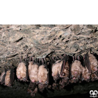 گونه خفاش نعل اسبی مدیترانه‌ای Mediterranean Horseshoe Bat