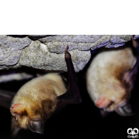 گونه خفاش نعل اسبی مدیترانه‌ای Mediterranean Horseshoe Bat