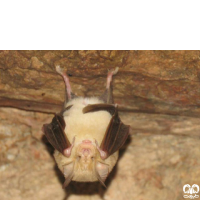 گونه خفاش نعل اسبی مدیترانه‌ای Mediterranean Horseshoe Bat