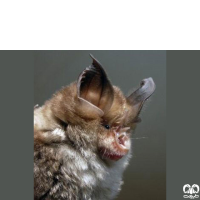 گونه خفاش نعل اسبی مدیترانه‌ای Mediterranean Horseshoe Bat