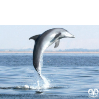 گونه دلفین بینی بطری هندی Indo-Pacific Bottlenosed Dolphin