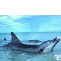 گونه دلفین بینی بطری هندی Indo-Pacific Bottlenosed Dolphin