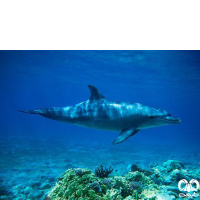 گونه دلفین بینی بطری هندی Indo-Pacific Bottlenosed Dolphin