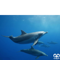 گونه دلفین بینی بطری هندی Indo-Pacific Bottlenosed Dolphin