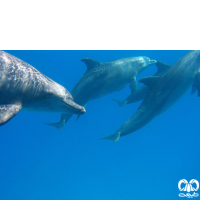 گونه دلفین بینی بطری هندی Indo-Pacific Bottlenosed Dolphin