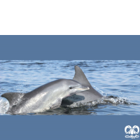 گونه دلفین بینی بطری هندی Indo-Pacific Bottlenosed Dolphin