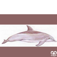 گونه دلفین بینی بطری هندی Indo-Pacific Bottlenosed Dolphin