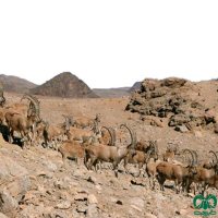 راسته زوج سمان