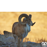 راسته زوج سمان