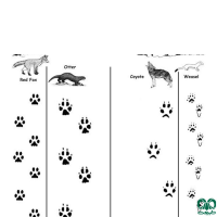 آثار جانوران در حیات وحش