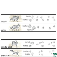 آثار جانوران در حیات وحش