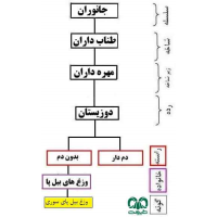 وزغ پا بیلچه ای سوری