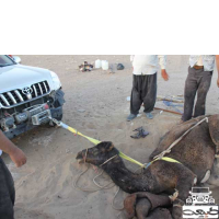 کانون سافاری- روزی که شتر نجات پیدا کرد