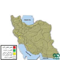 گونه شیر ایرانی