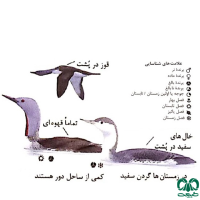 گونه غواص گلو سرخ