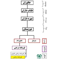 قورباغه درختی