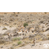 گونه قوچ لارستان