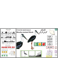 گونه لک‌لک گردن سفید (لک‌لک کرکی)