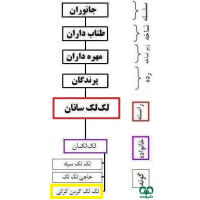 گونه لک‌لک گردن سفید (لک‌لک کرکی)