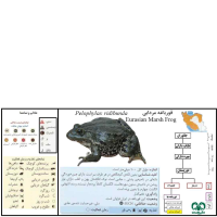 قورباغه مردابی 