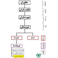 قورباغه مردابی 