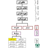 وزغ خاوری