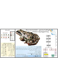 قورباغه پادراز ایرانی 