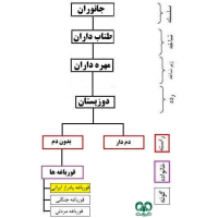 قورباغه پادراز ایرانی 